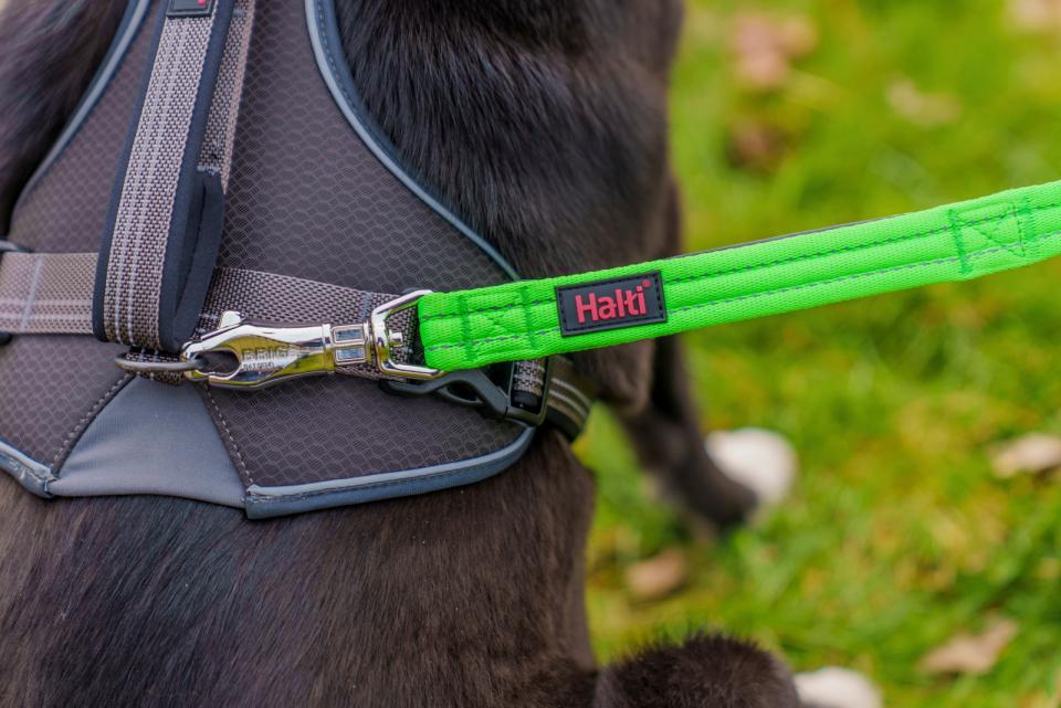 Halti BRIG safety dog line