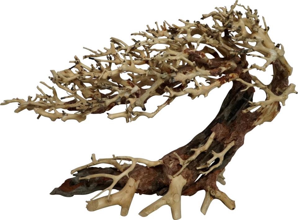 Trærødder, Elegant brasilian tree