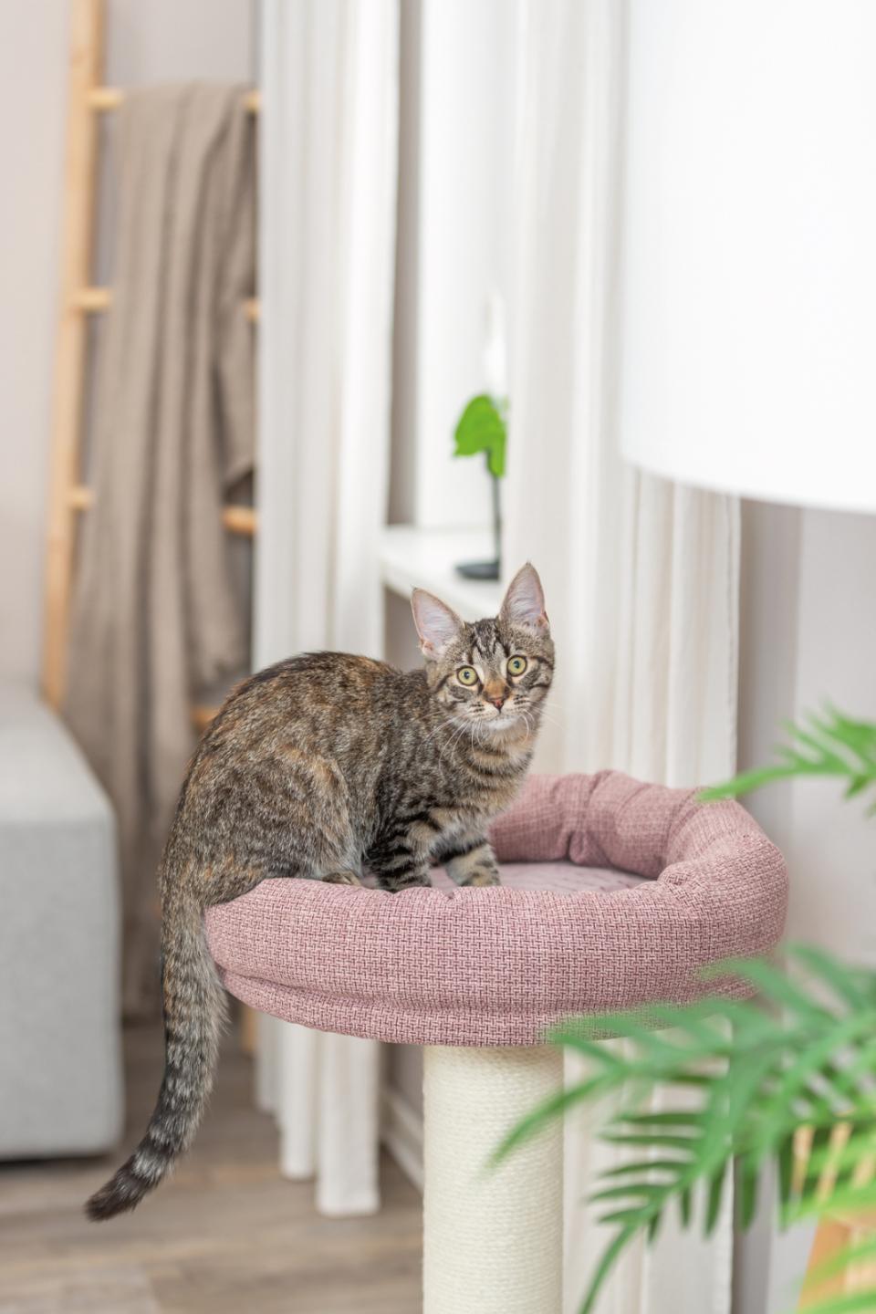 Trixie Viviana scratching tree, round