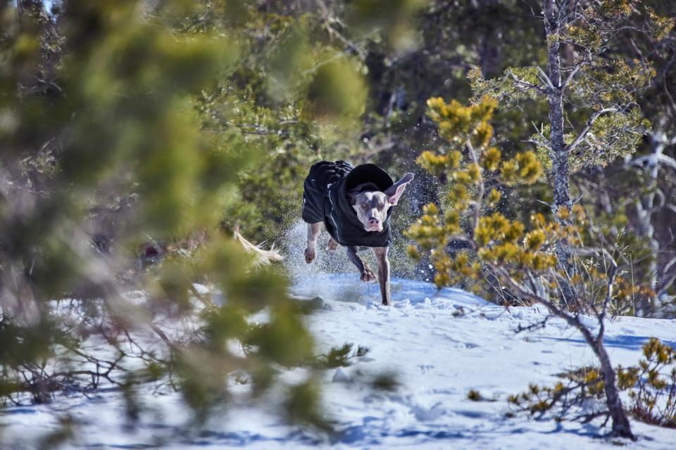 Hurtta Extreme Warmer III ECO dog coat