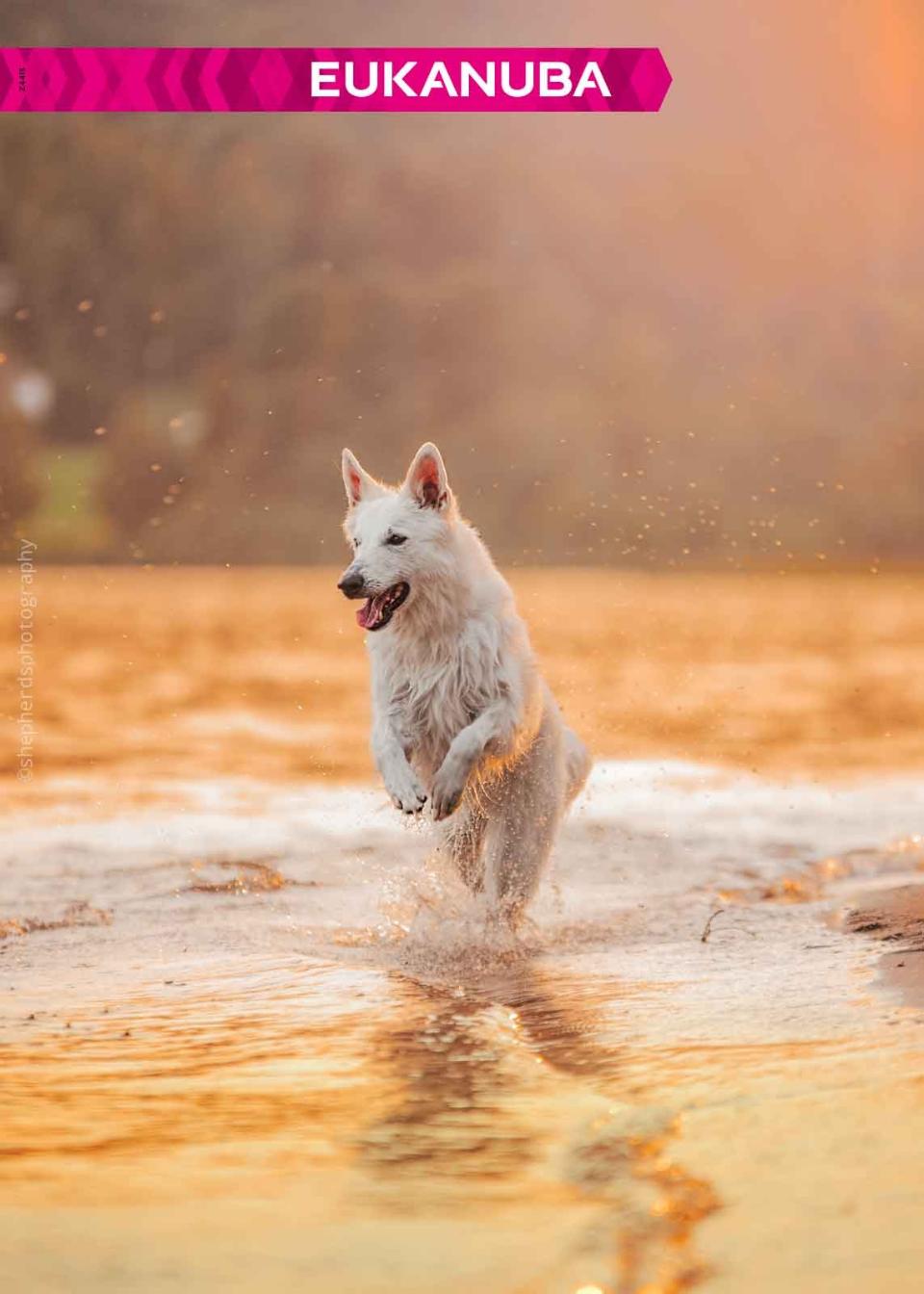 Eukanuba Butik Plakat - Pris