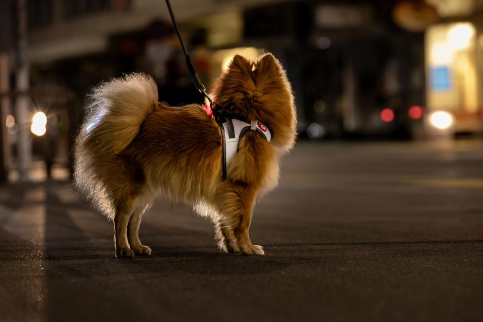 Curli Vest Clasp Glow dog harness