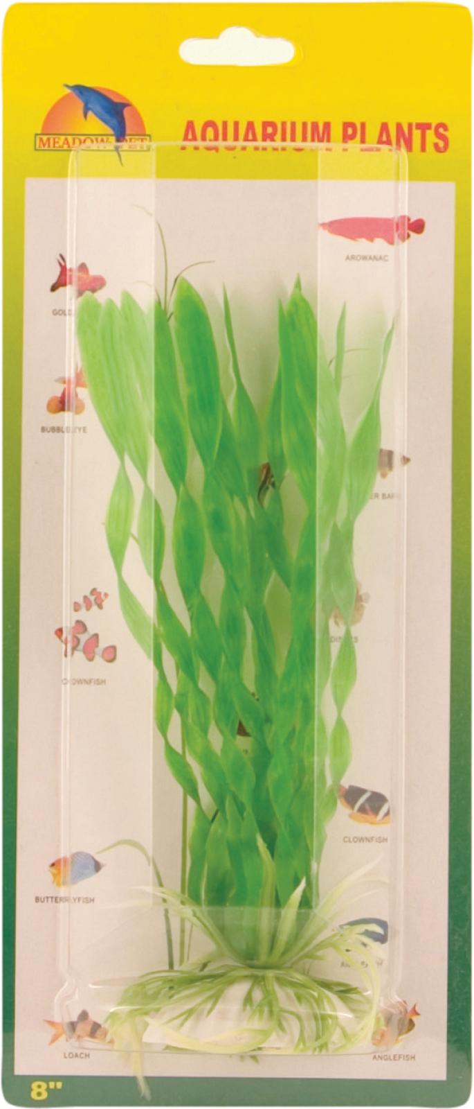 Vallisneria spiralis