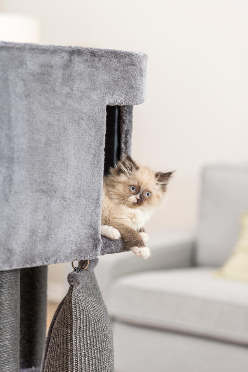 Trixie Cat Tree Active