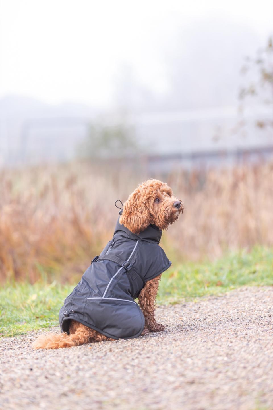 Trixie Brizon 2.0 Winterjacke für Hunde