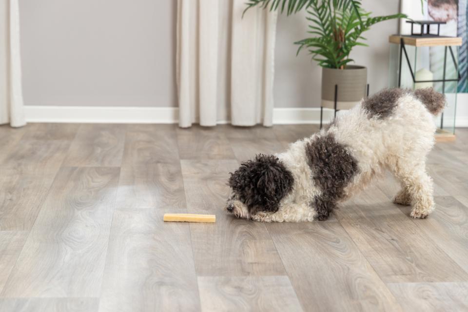 Trixie Kaustangen, Käse