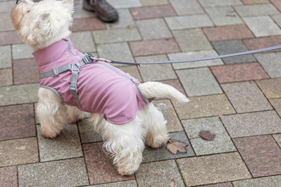 Trixie Pontis rain dog coat with harness