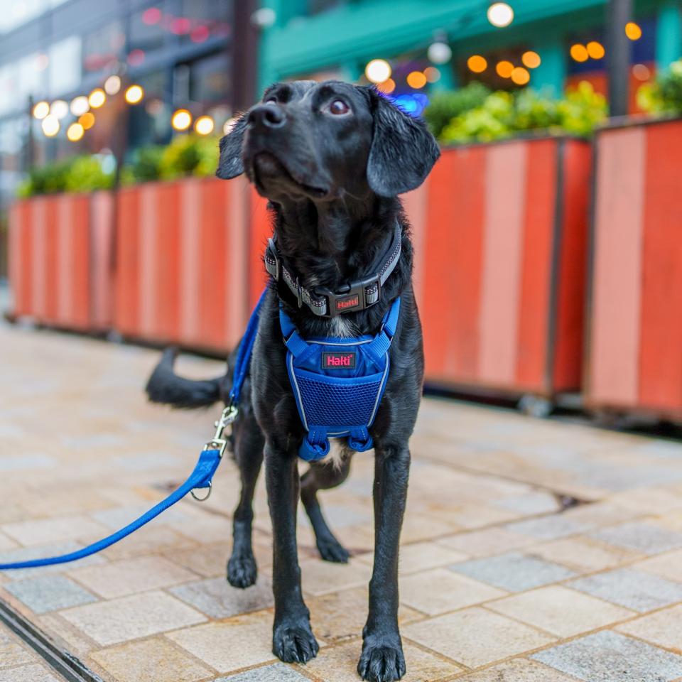 Halti No Pull hundesele