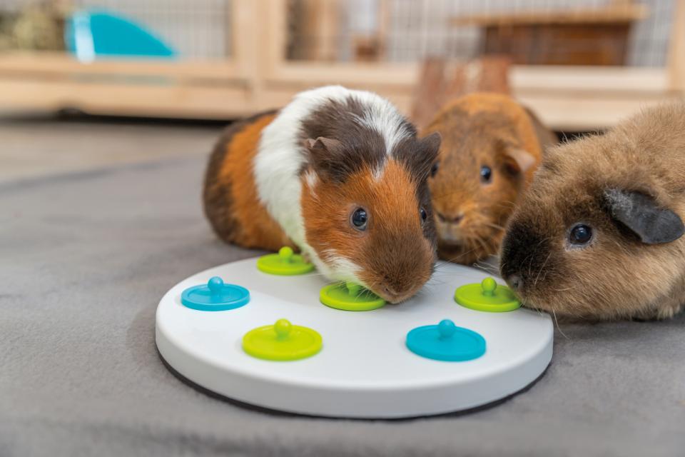 Snack Board Strategy Game