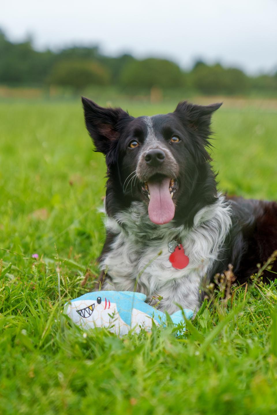 Bite Force Kevlar Tough Plush - Shark