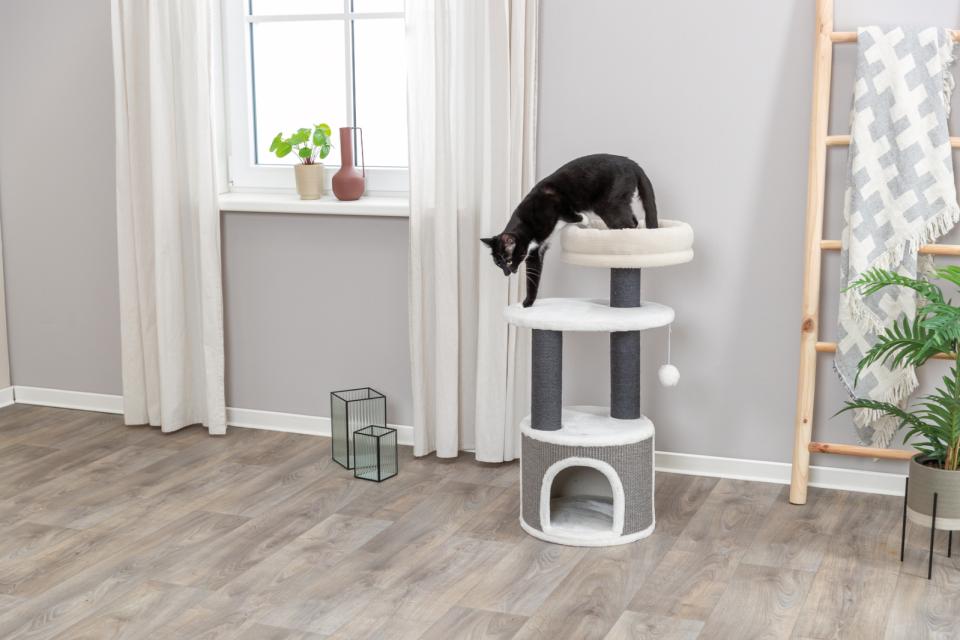 Trixie Marco scratching tree