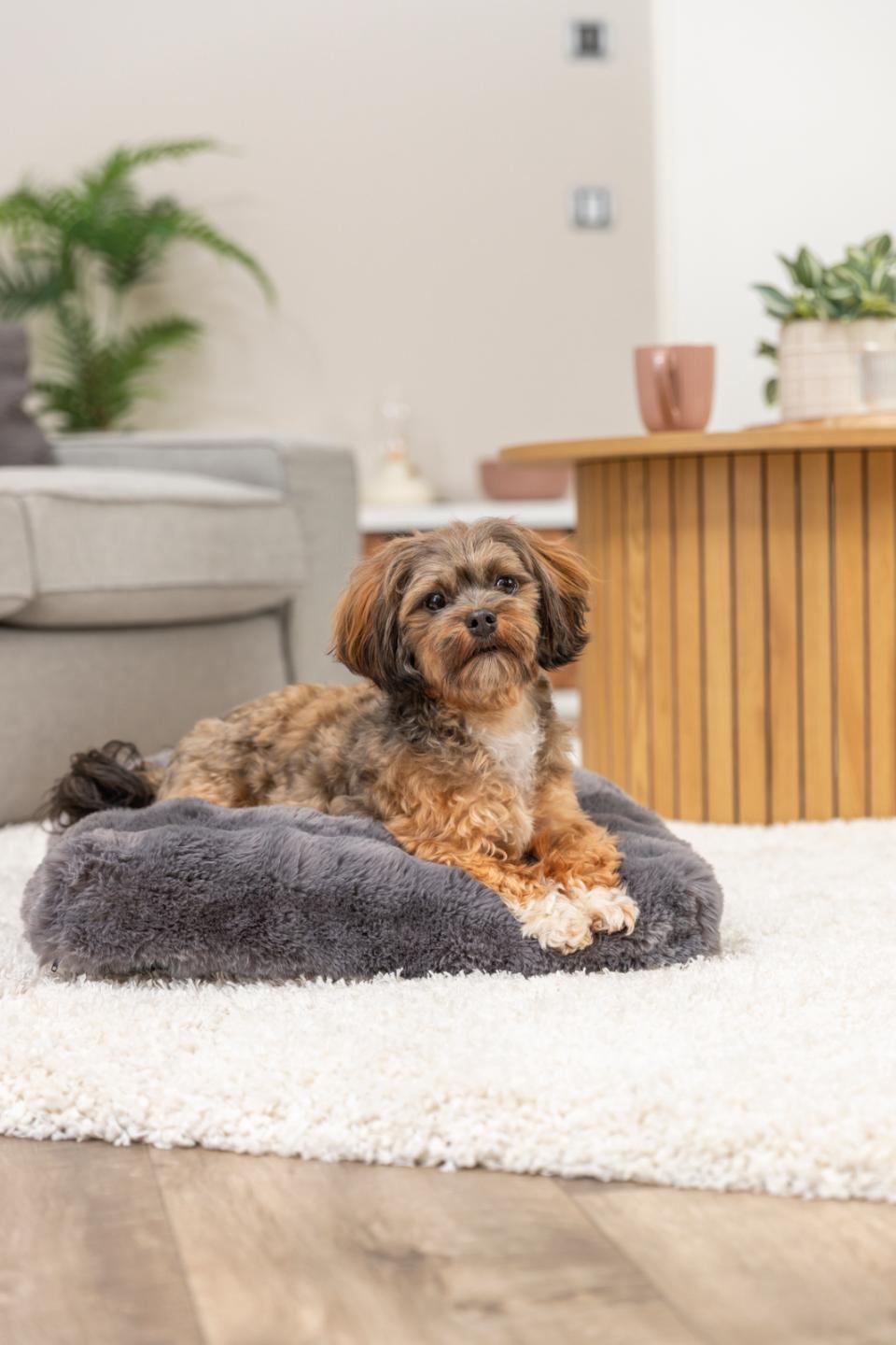 Trixie Elli dog cushion, square