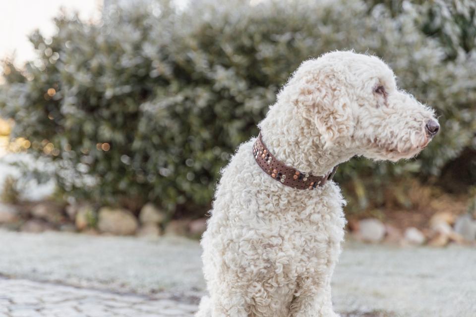 Trixie Rustic Greased leather collar Rivets, extra wide