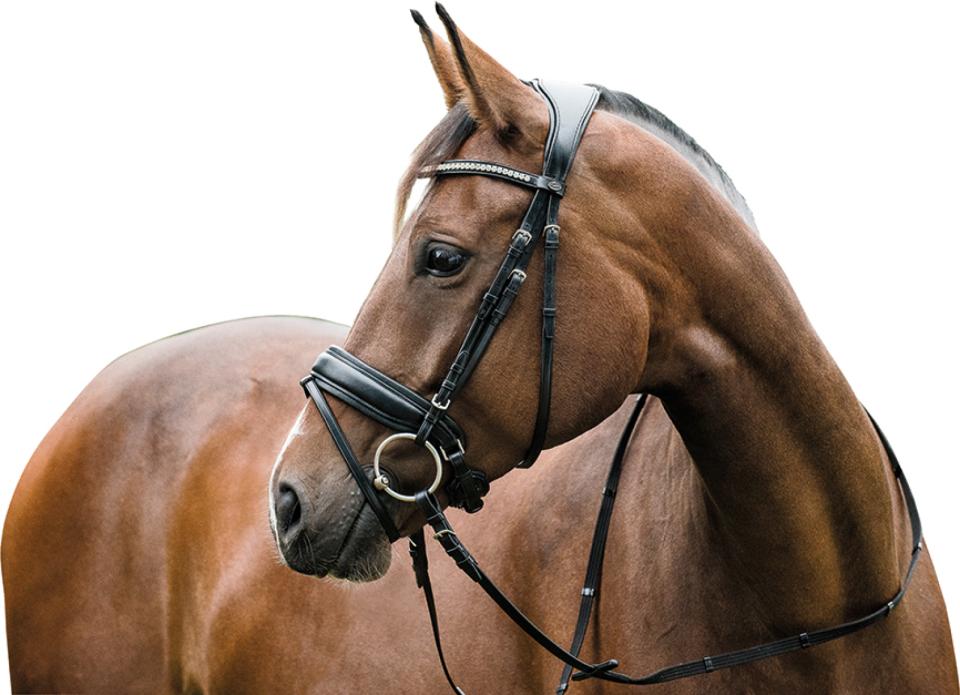 HorseGuard Ergo bridle w/ flash & pullback