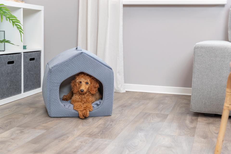 Trixie Alena hundehule