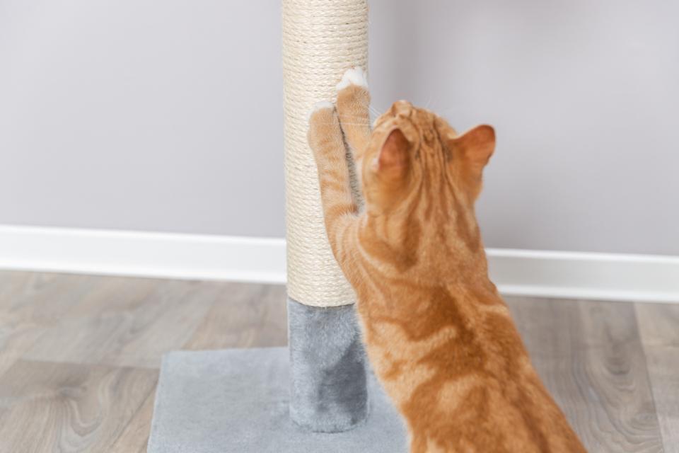Baena scratching post