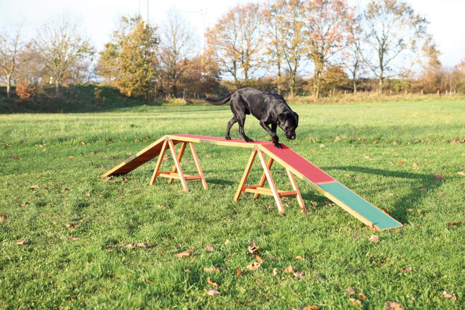 Agility Steg