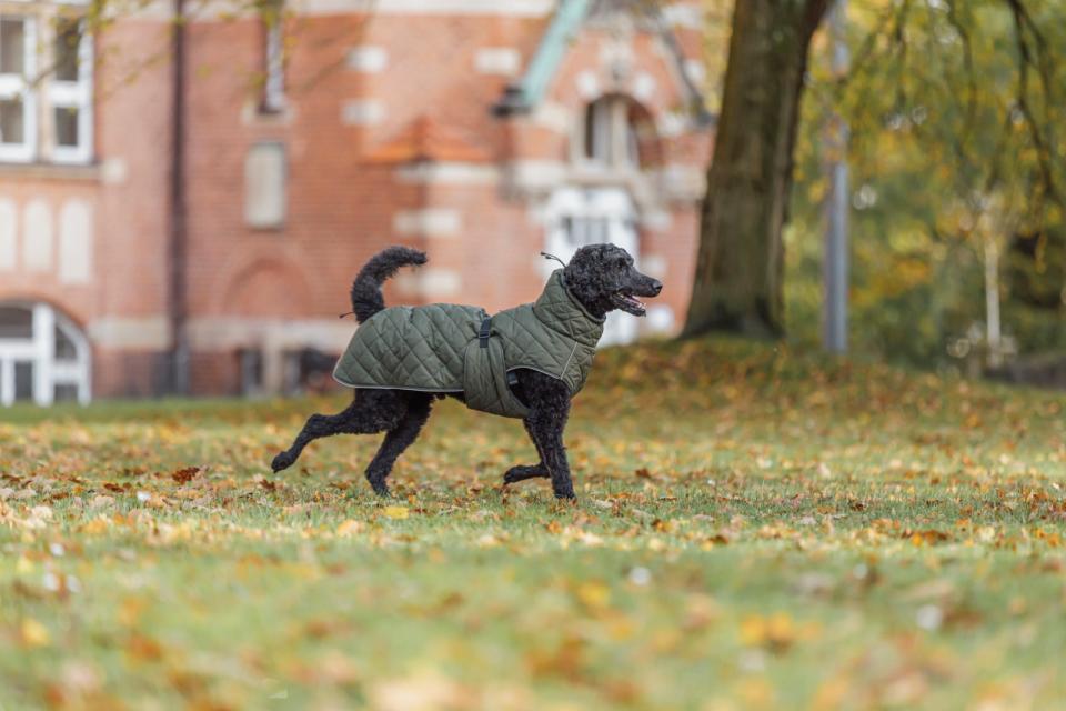 Trixie Minot dog coat