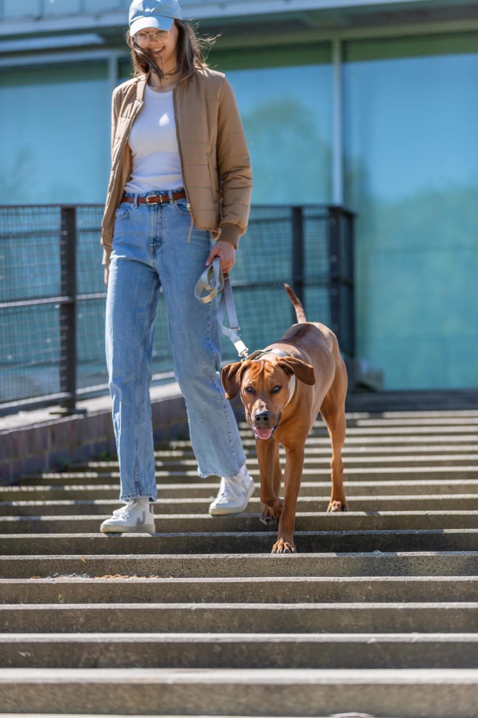 Trixie Premium justerbar line