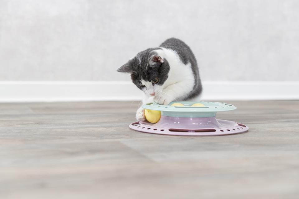 Junior legecirkel til killinger