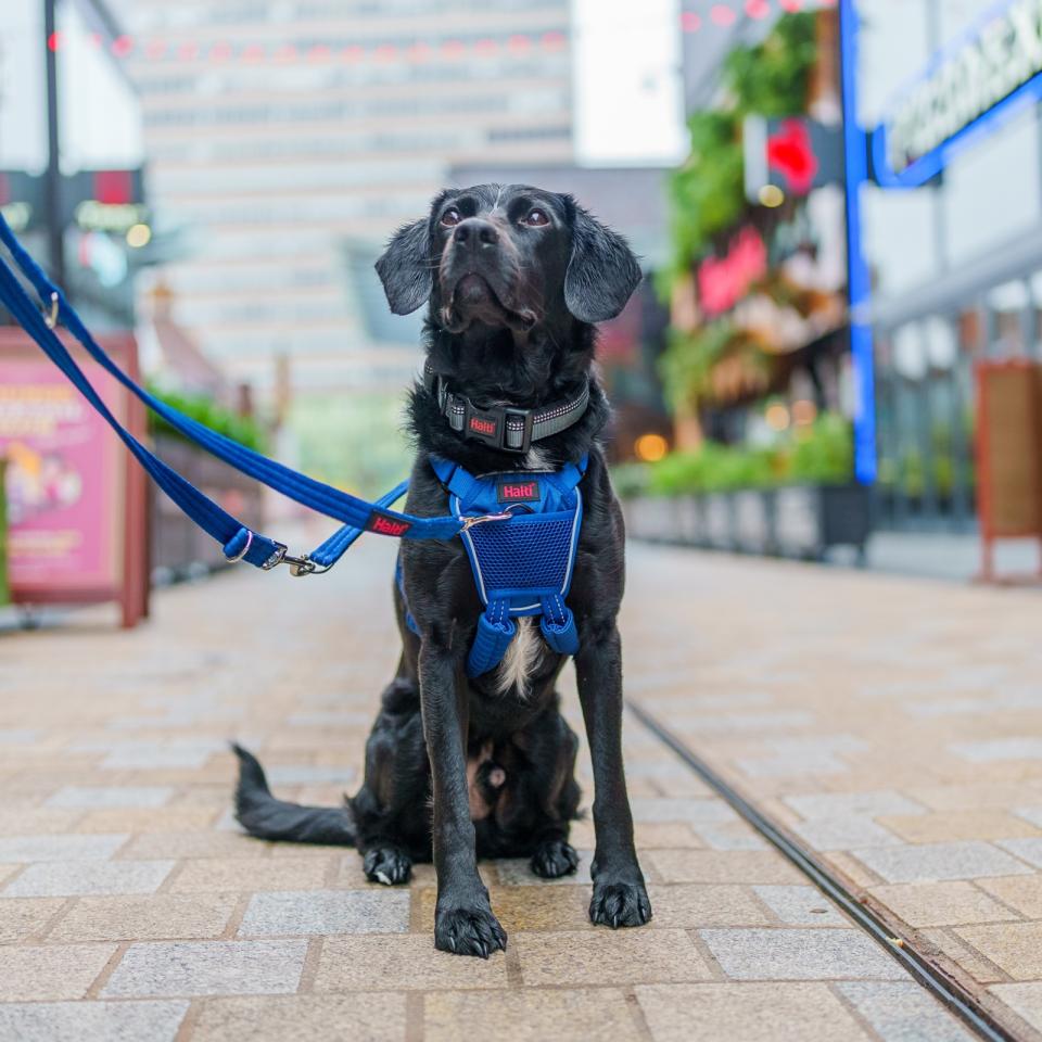Halti No Pull hundesele