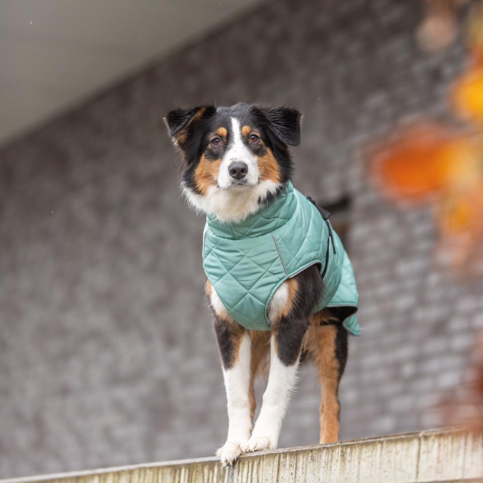 CityStyle Oslo jacka för hundar