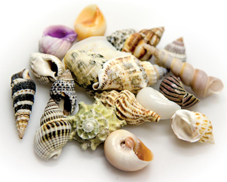 Seashells - set