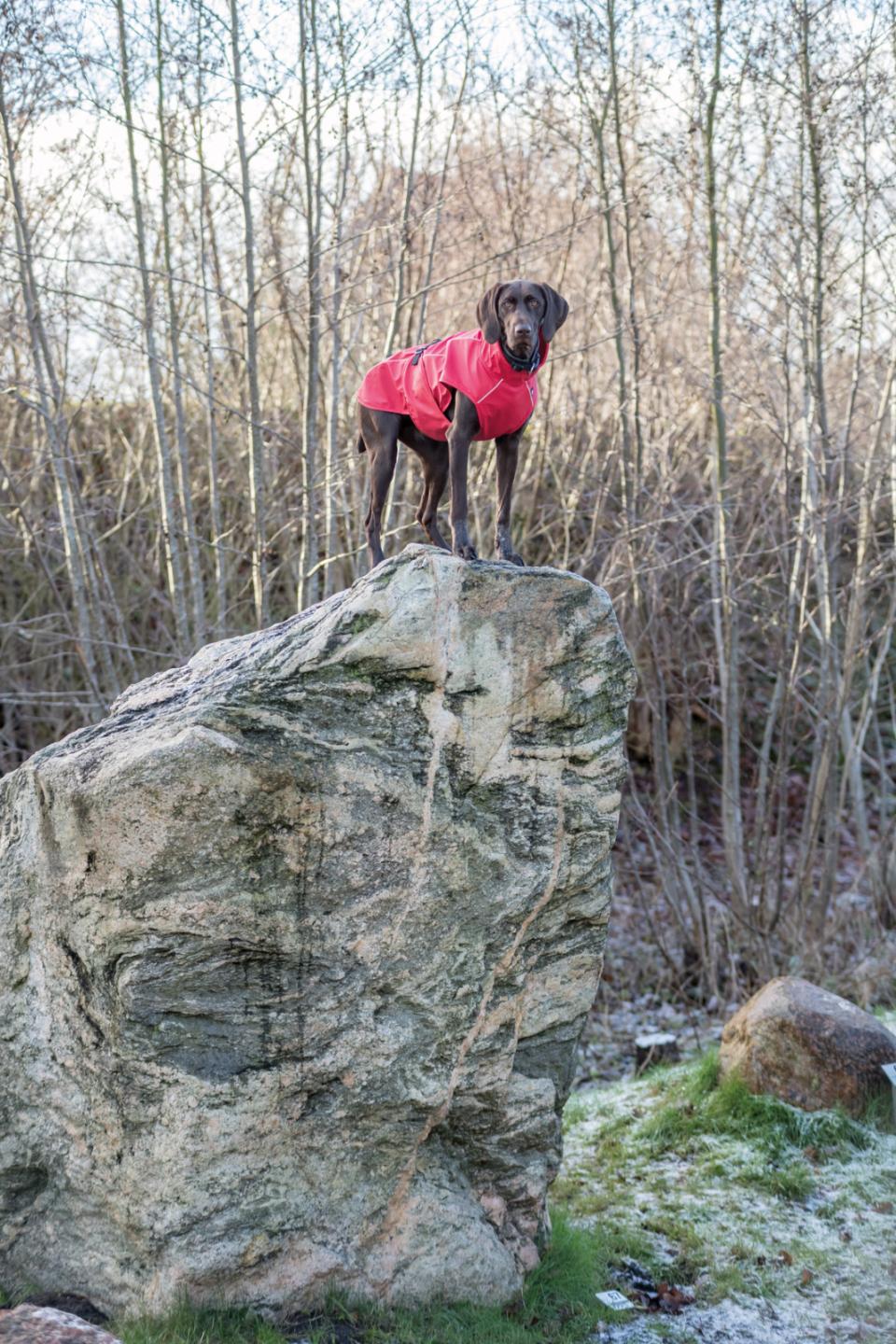 Trixie Vimy hunderegnfrakke