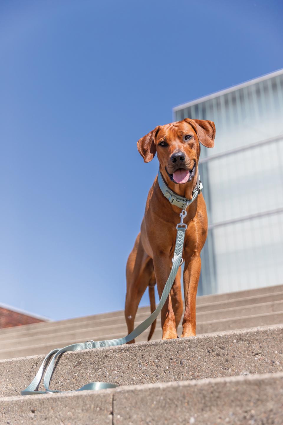 Premium halsbånd med neopren polstring, ekstra bred