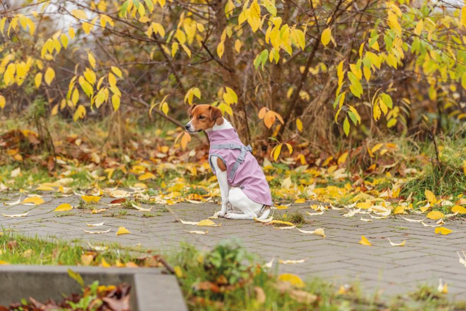 Trixie Pontis rain dog coat with harness