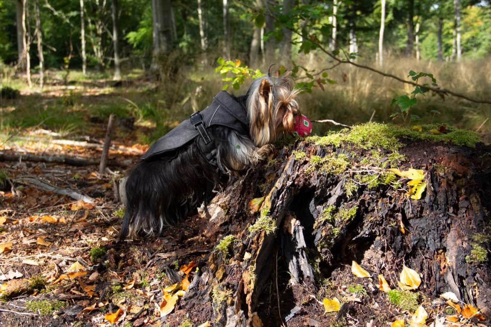 Companion ECO-life jacket