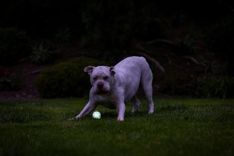 CHUCKIT Max glow air fetch ball