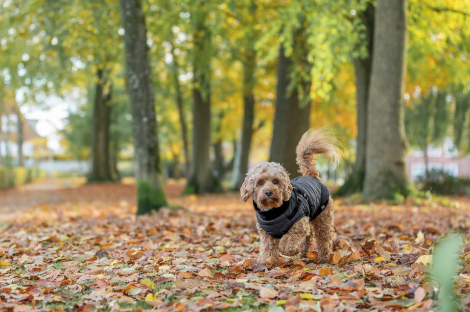 Trixie Pontis dog blanket with harness