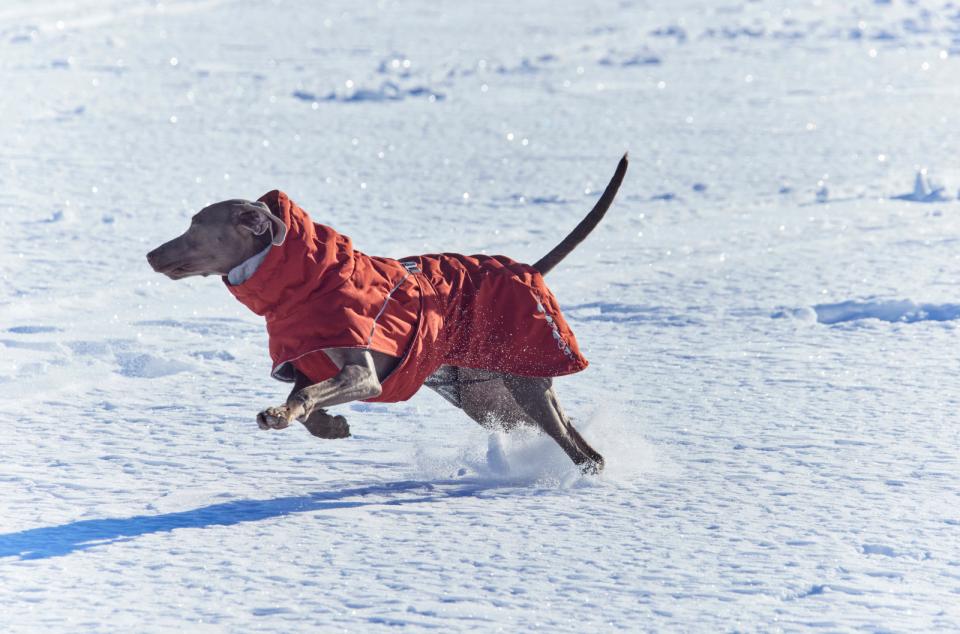 Hurtta Extreme Warmer III ECO