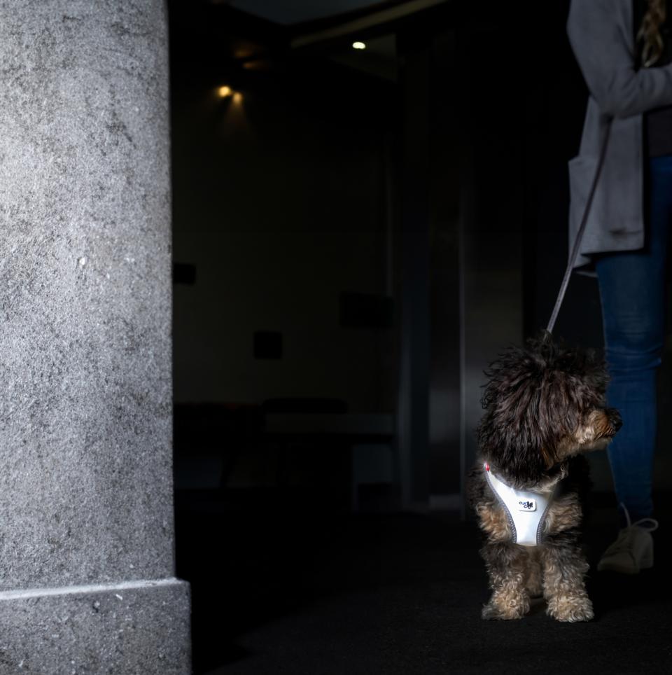 Curli Vest Clasp Glow dog harness