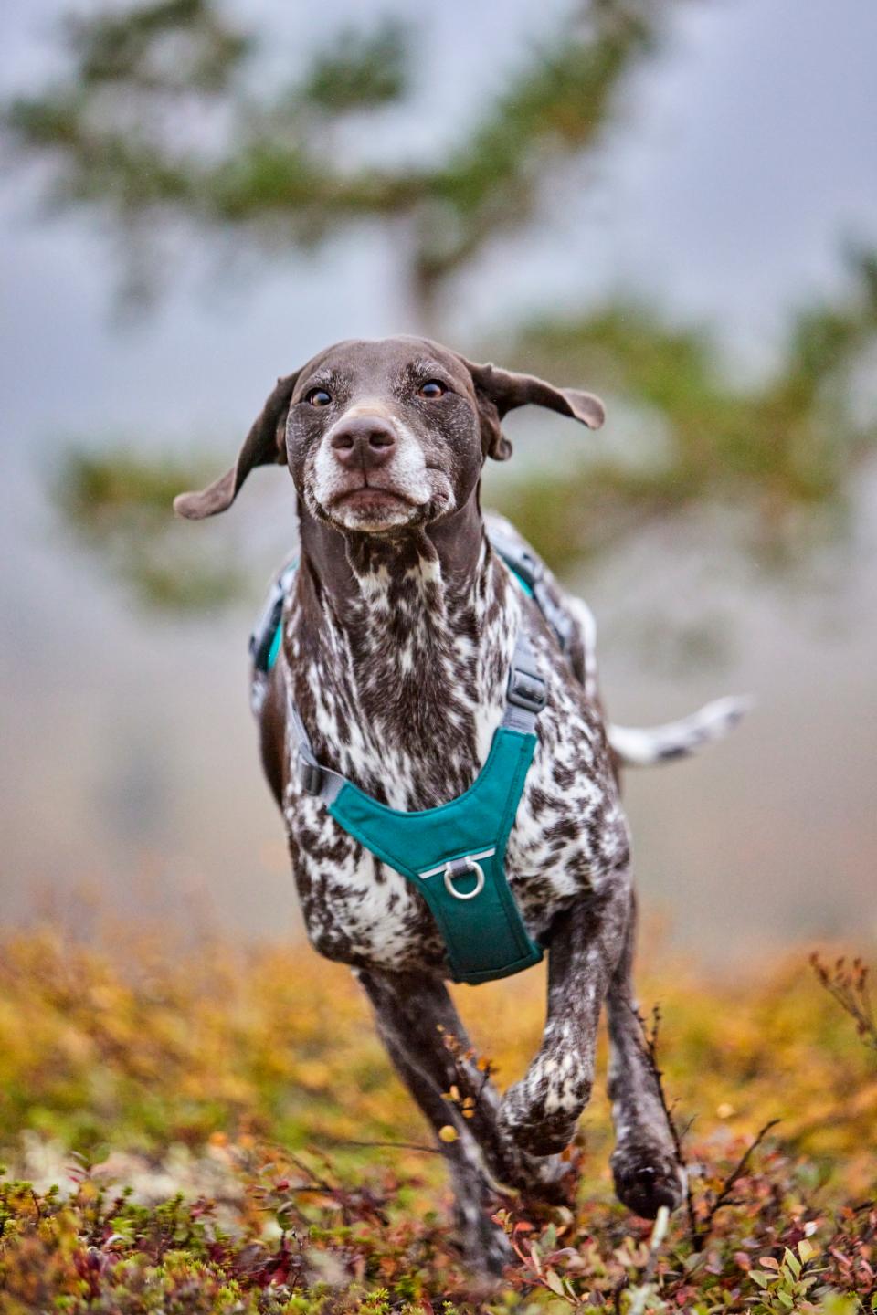 Hurtta Rover hundesele