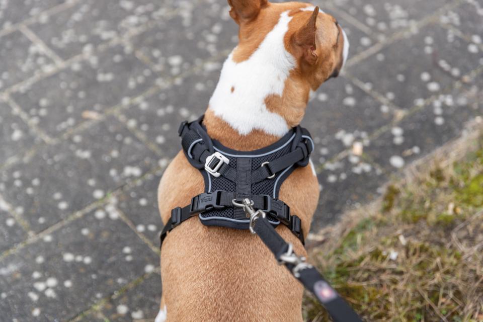 Trixie Premium FlexMesh dog harness, wide fit