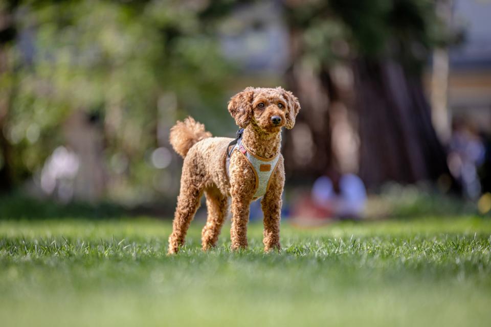 Curli Vest Clasp Alpine dog harness