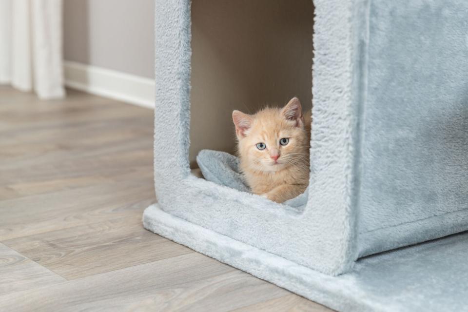 Trixie Elena kattetræ