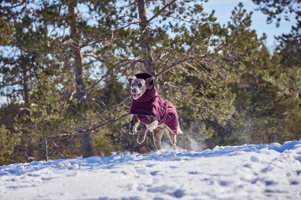 Hurtta Extreme Warmer III ECO dog coat