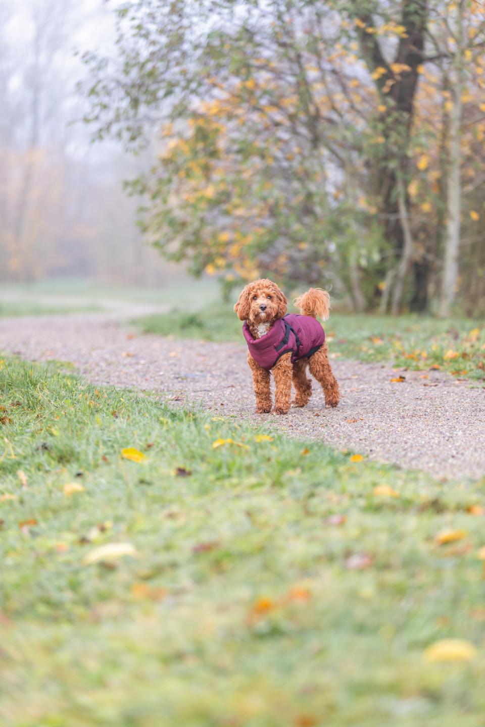 Trixie Pirou Winterjacke mit Gurtzeug