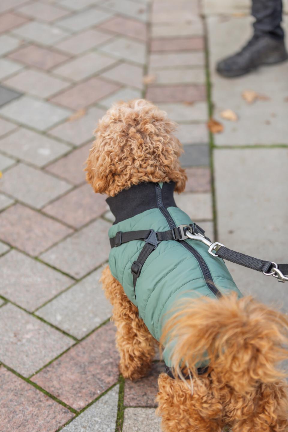 Trixie Pontis dog blanket with harness