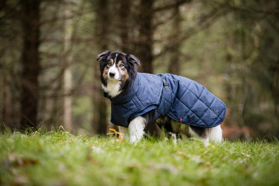 Fir-Tech Trainer dog Decke