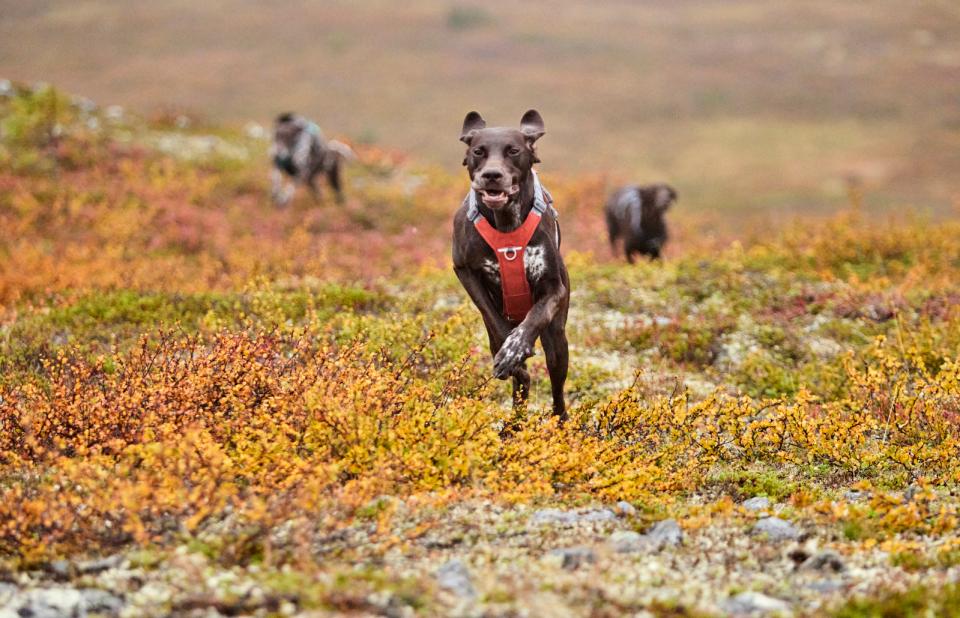 Hurtta Rover hundesele