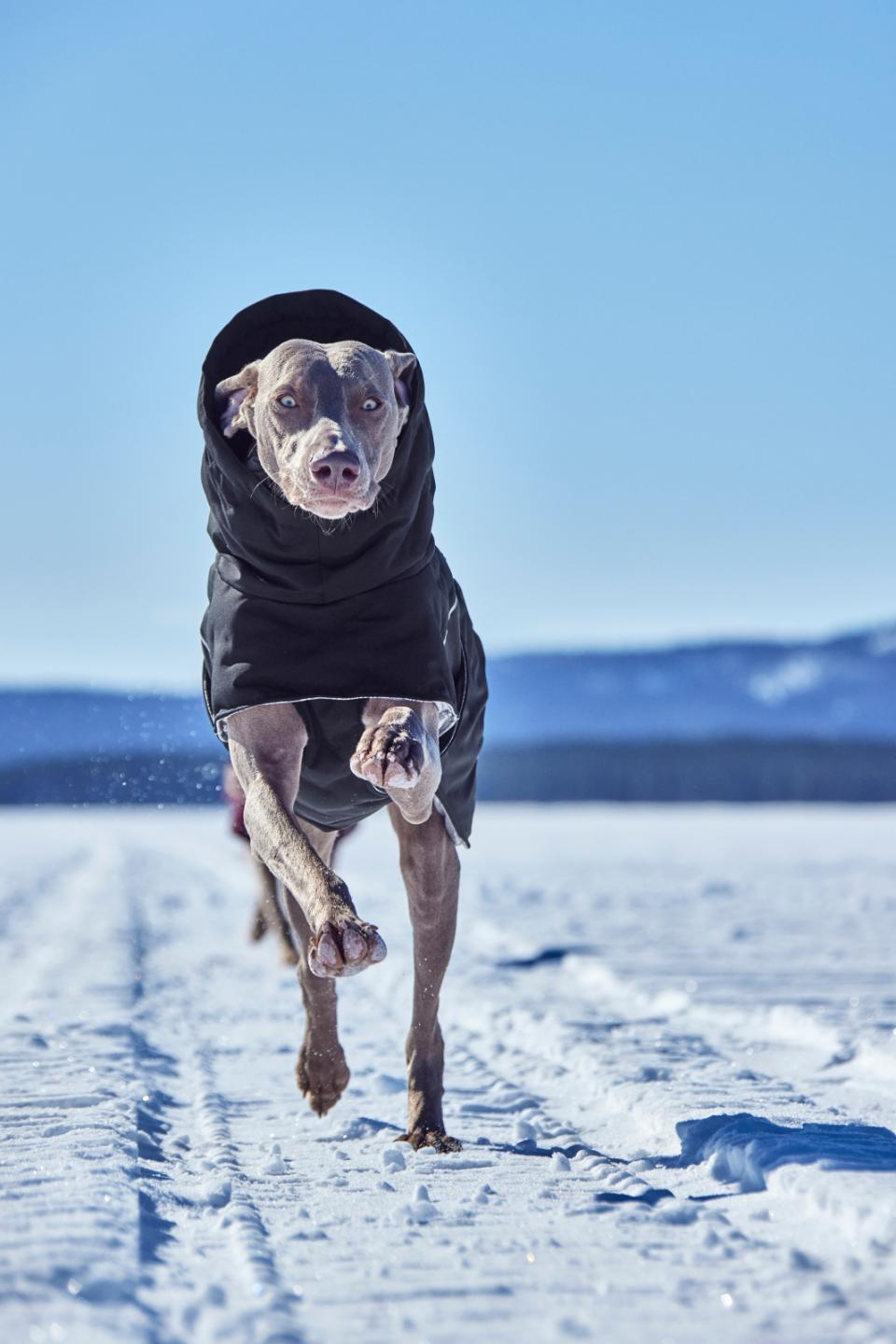 Hurtta Extreme Warmer III ECO dog coat