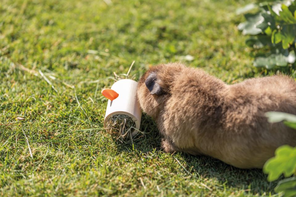 Trixie Snack Roll, wood, untreated
