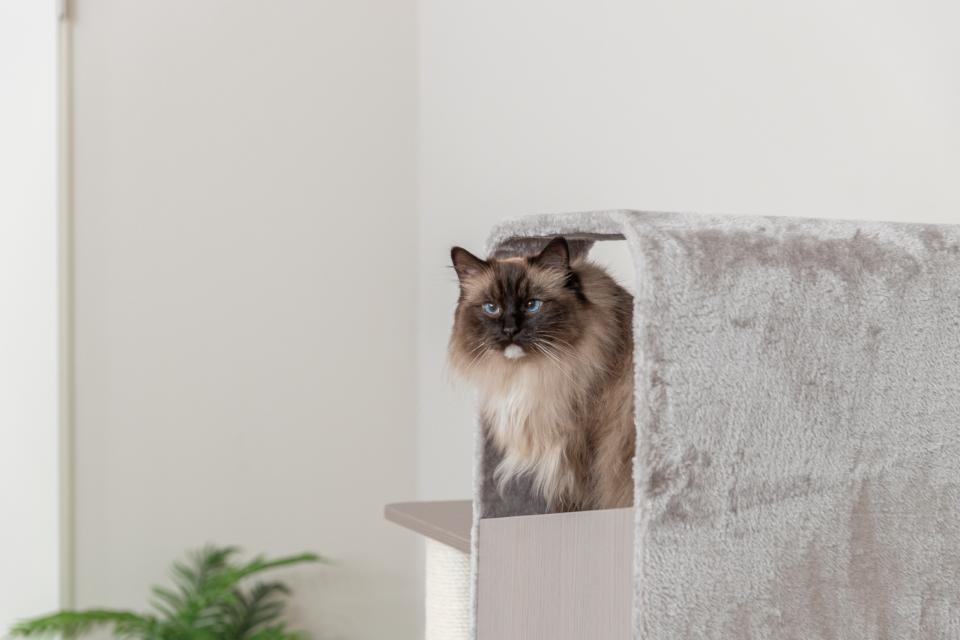 Trixie Cat Tree Marina