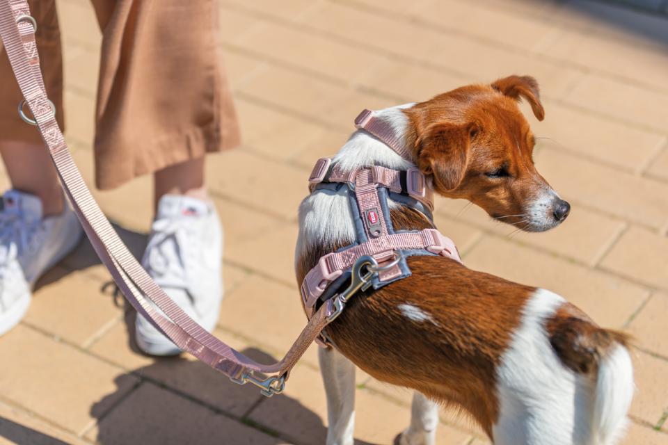 Trixie Premium trekking Sele