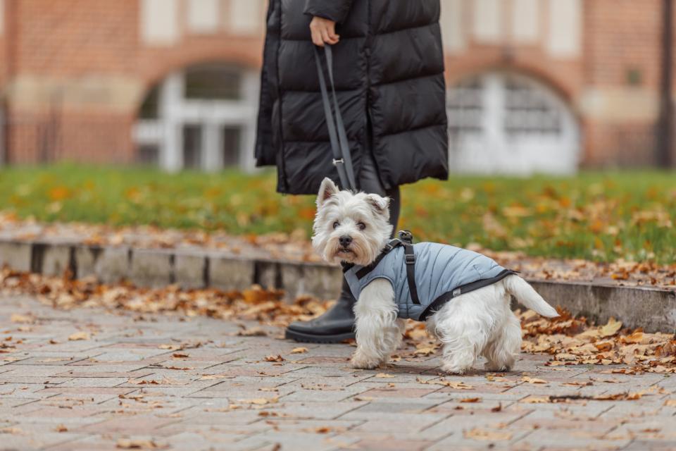 Trixie Pontis dog blanket with harness