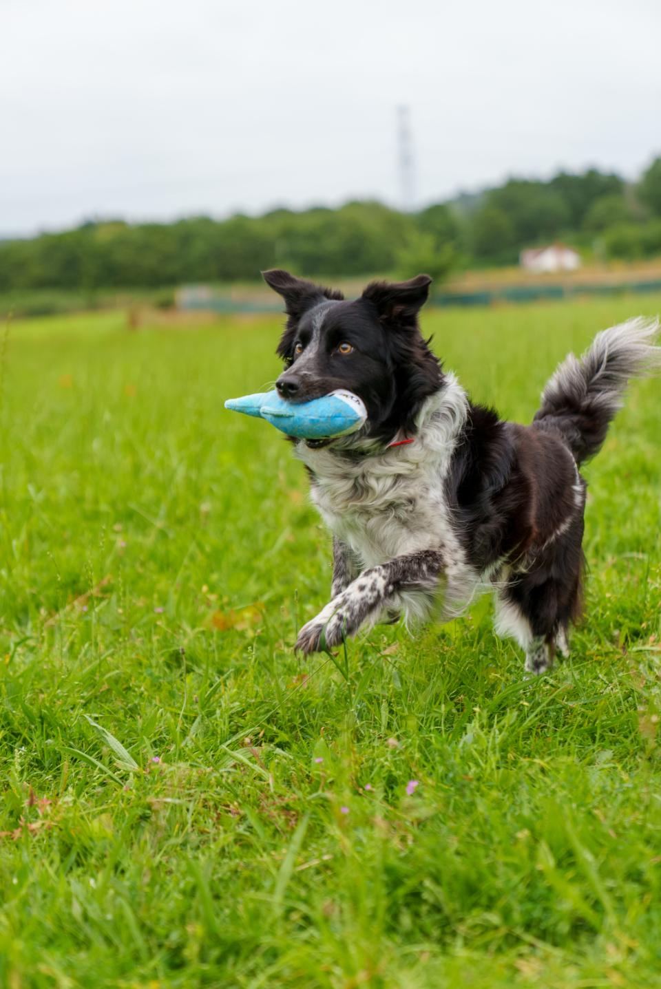 Bite Force Kevlar Tough Plush - Shark